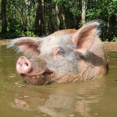 Komm zum Sommerfest am 17. Juli 2022 ins Land der Tiere, dem veganen Tierschutzzentrum zwischen Hamburg, Berlin und Lüneburg