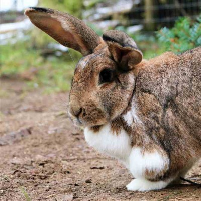 Kaninchen Wanda im Land der Tiere, dem veganen Tierschutzzentrum zwischen Hamburg, Berlin und Lüneburg