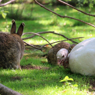 Kaninchen Familie Dr. Hasenbein und Pute Emily im Land der Tiere, dem veganen Tierschutzzentrum zwischen Hamburg, Berlin und Lüneburg