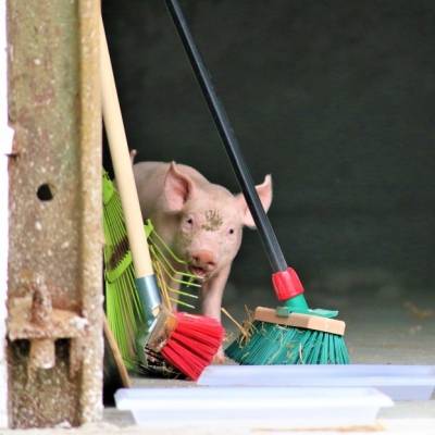 Ferkel Willi im Land der Tiere, dem veganen Tierschutzzentrum zwischen Hamburg, Berlin und Lüneburg
