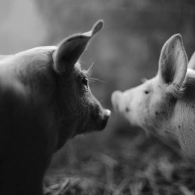 Die Schweine Anni & Rosalie im Land der Tiere, dem veganen Tierschutzzentrum zwischen Hamburg, Berlin und Lüneburg