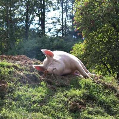 Schwein Anni im Land der Tiere, dem veganen Tierschutzzentrum zwischen Hamburg, Berlin und Lüneburg