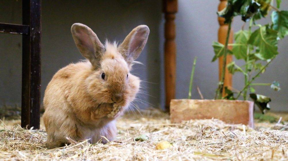 Kaninchen Hoppins im Land der Tiere, dem veganen Tierschutzzentrum zwischen Hamburg, Berlin und Lüneburg