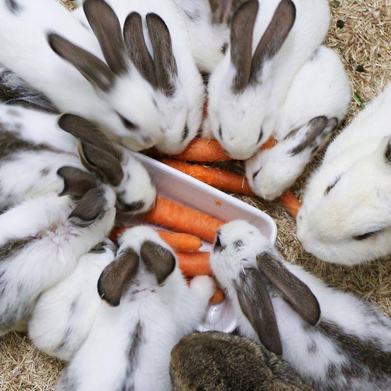 Patenschaft für die Osterkinder abschließen