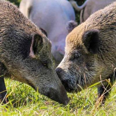 Die Wildschweine Pippa & Resi im Land der Tiere, dem veganen Tierschutzzentrum zwischen Hamburg, Berlin und Lüneburg