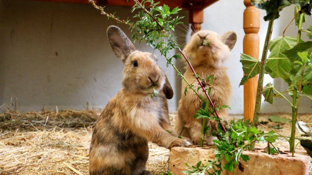 Kaninchen Poppins & Hoppins im Land der Tiere, dem veganen Tierschutzzentrum zwischen Hamburg, Berlin und Lüneburg