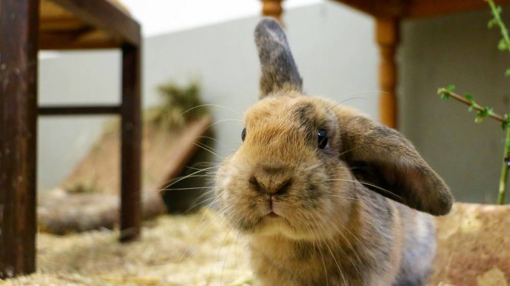 Kaninchen Poppins im Land der Tiere, dem veganen Tierschutzzentrum zwischen Hamburg, Berlin und Lüneburg