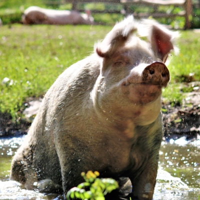 Schwein Rosalie im Land der Tiere, dem veganen Tierschutzzentrum zwischen Hamburg, Berlin und Lüneburg