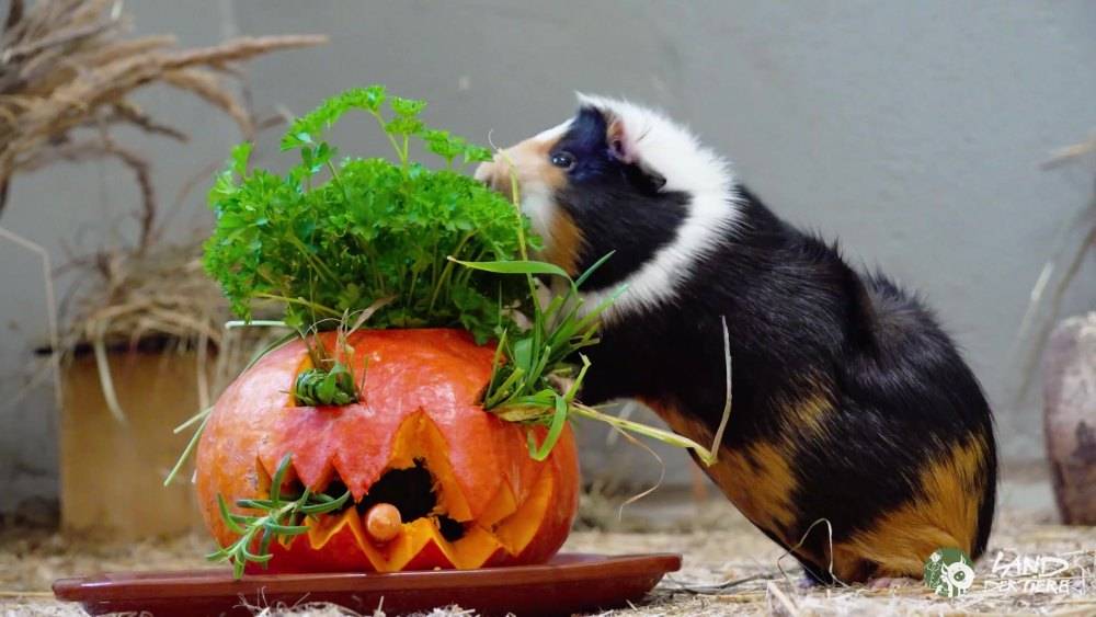 Halloween Kostüm Für Meerschweinchen & Kaninchen – 4-teiliges Set Mit Hüten & Halstüchern, Verstellbar, Weich