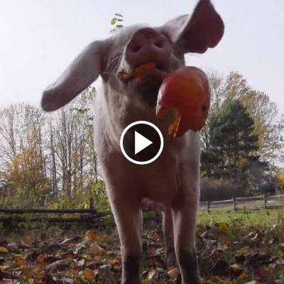 Schwein Hanna im Land der Tiere, dem veganen Tierschutzzentrum zwischen Hamburg, Berlin und Lüneburg