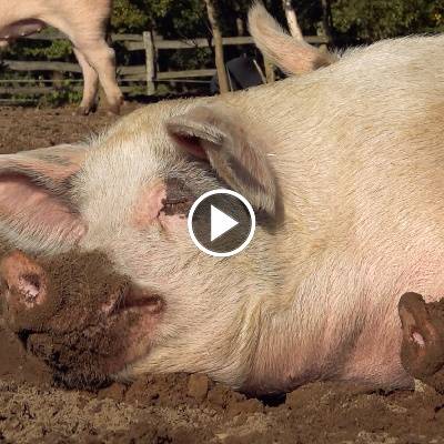 Die Schweine Helge & Knut im Land der Tiere, dem veganen Tierschutzzentrum zwischen Hamburg, Berlin und Lüneburg