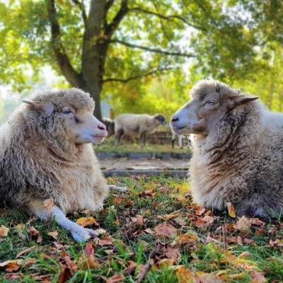 Die Schafe Holly und Flausch im Land der Tiere, dem veganen Tierschutzzentrum zwischen Hamburg, Berlin und Lüneburg