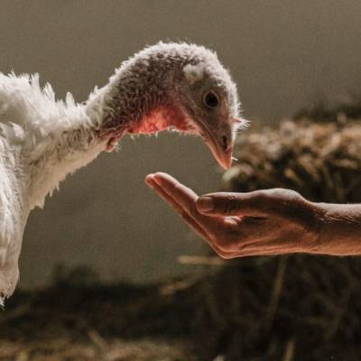 Pute Mathilda im Land der Tiere, dem veganen Tierschutzzentrum zwischen Hamburg, Berlin und Lüneburg