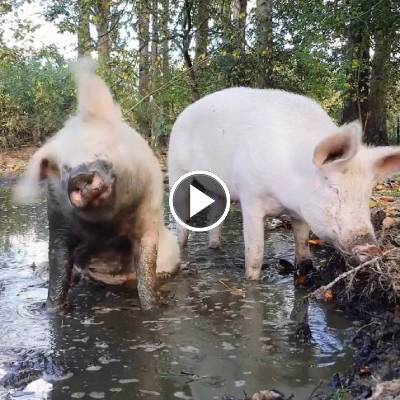 Schwein Pia im Land der Tiere, dem veganen Tierschutzzentrum zwischen Hamburg, Berlin und Lüneburg