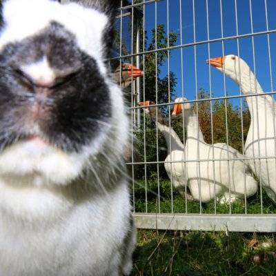 Kaninchen Papa Pongo und die Gänse im Land der Tiere, dem veganen Tierschutzzentrum zwischen Hamburg, Berlin und Lüneburg