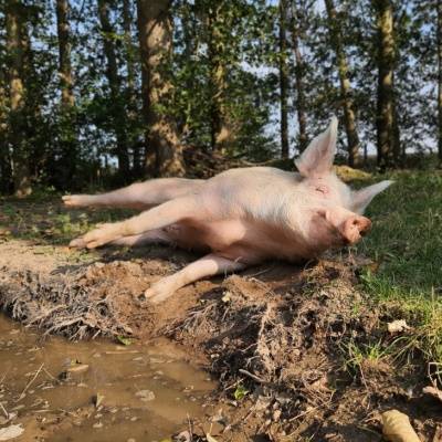 Schwein Rosalie im Land der Tiere, dem veganen Tierschutzzentrum zwischen Hamburg, Berlin und Lüneburg