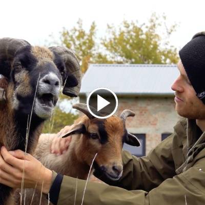 Die Schafe Simba & Pepe und Mensch Lucas im Land der Tiere, dem veganen Tierschutzzentrum zwischen Hamburg, Berlin und Lüneburg