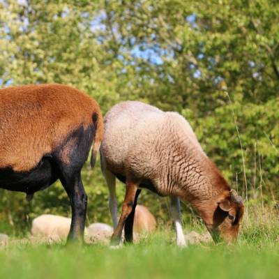 Die Schafe Simba & Pepe im Land der Tiere, dem veganen Tierschutzzentrum zwischen Hamburg, Berlin und Lüneburg