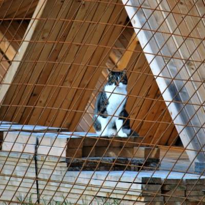 Kater Klaus im Land der Tiere, dem veganen Tierschutzzentrum zwischen Hamburg, Berlin und Lüneburg