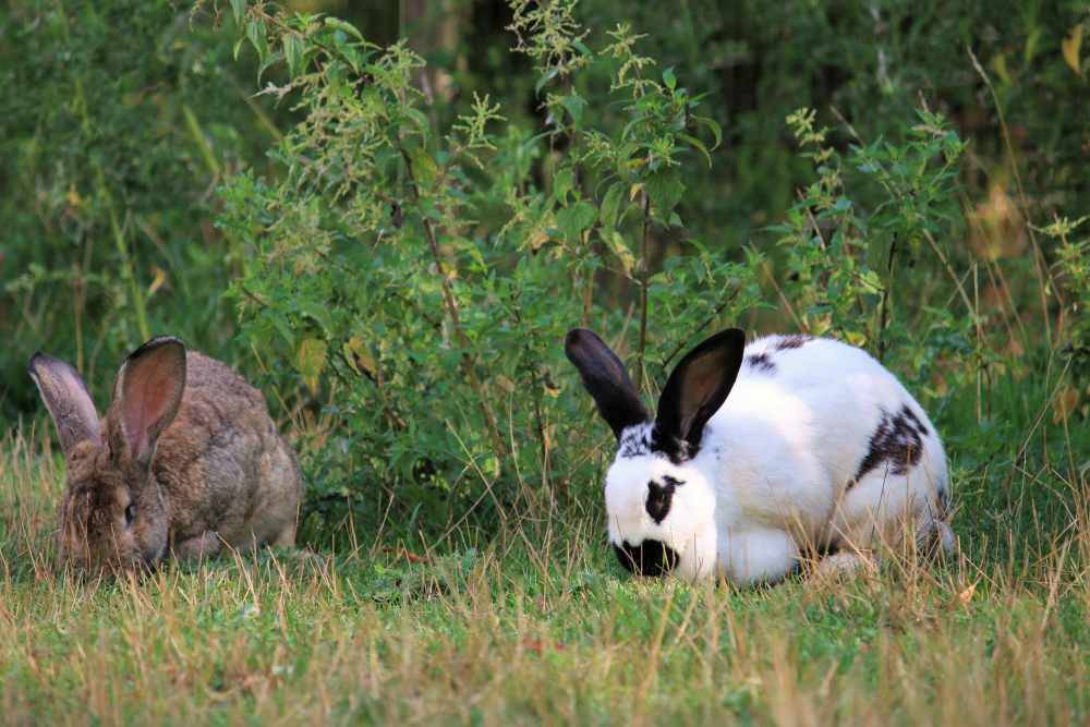 Kaninchen Hummel im Land der Tiere, dem veganen Tierschutzzentrum zwischen Hamburg, Berlin und Lüneburg