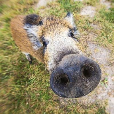 Wildschwein Pippa im Land der Tiere, dem veganen Tierschutzzentrum zwischen Hamburg, Berlin und Lüneburg
