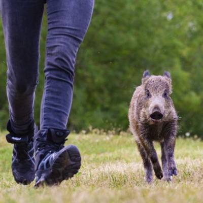 Die Wildschweine Pippa & Resi Land der Tiere, dem veganen Tierschutzzentrum zwischen Hamburg, Berlin und Lüneburg