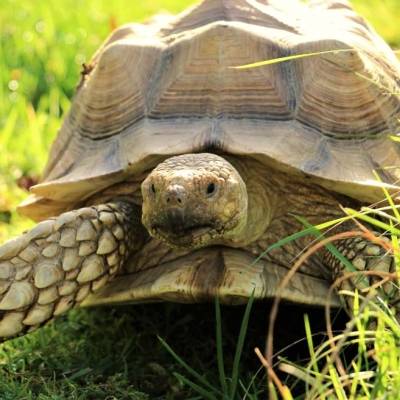 Afrikanische Spornschildkröte Sahel im Land der Tiere, dem veganen Tierschutzzentrum zwischen Hamburg, Berlin und Lüneburg
