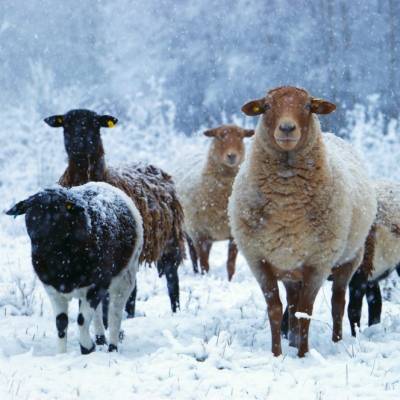 Die Schafe im winterlichen Land der Tiere, dem veganen Tierschutzzentrum zwischen Hamburg, Berlin und Lüneburg