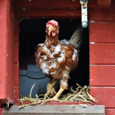 Huhn Alpha im Land der Tiere, dem veganen Tierschutzzentrum zwischen Hamburg, Berlin und Lüneburg