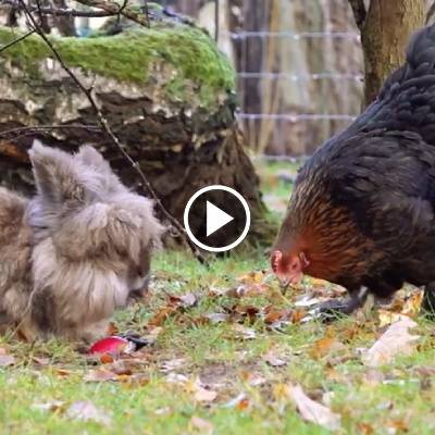 Kaninchen Alf und Huhn Sprotte im Land der Tiere, dem veganen Tierschutzzentrum zwischen Hamburg, Berlin und Lüneburg