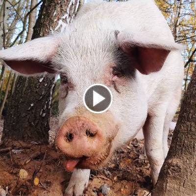 Schwein Helge im Land der Tiere, dem veganen Tierschutzzentrum zwischen Hamburg, Berlin und Lüneburg