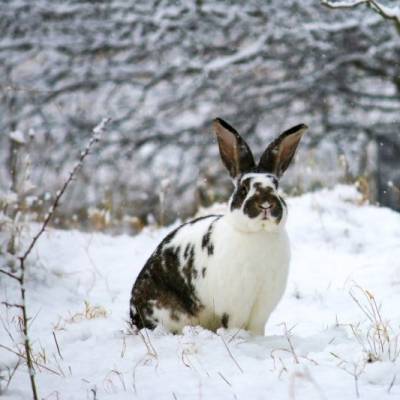 Kaninchen Herr Ostermann im Land der Tiere, dem veganen Tierschutzzentrum zwischen Hamburg, Berlin und Lüneburg