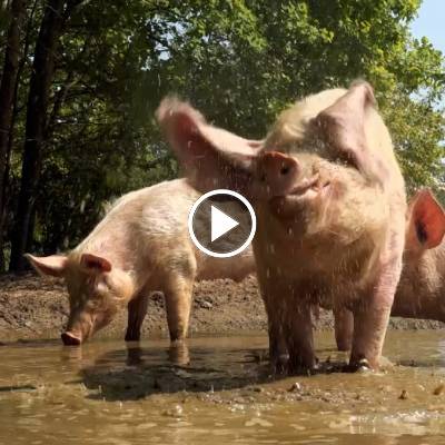 Schwein Hanna und ihre Kinder in der Suhle im Schweineland im Land der Tiere, dem veganen Tierschutzzentrum zwischen Hamburg, Berlin und Lüneburg