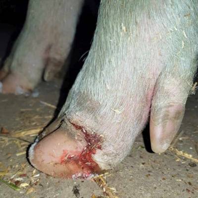 Schwein Helges Klauenverletzung im Land der Tiere, dem veganen Tierschutzzentrum zwischen Hamburg, Berlin und Lüneburg