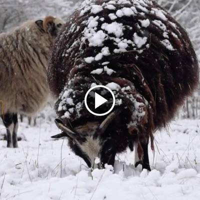 Die Schafe im winterlichen Land der Tiere, dem veganen Tierschutzzentrum zwischen Hamburg, Berlin und Lüneburg