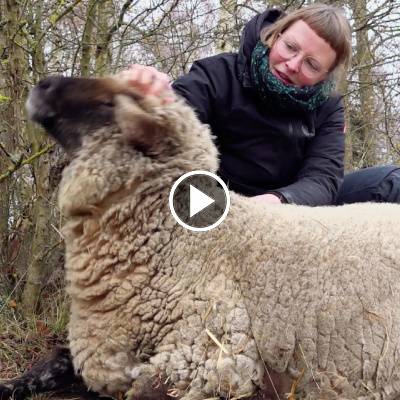 Schaf Juli genießt die Streicheleinheiten von Mensch Bianca im Land der Tiere, dem veganen Tierschutzzentrum zwischen Hamburg, Berlin und Lüneburg