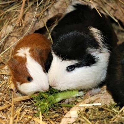 Die neue Meerschweinchenfamilie im Land der Tiere, dem veganen Tierschutzzentrum zwischen Hamburg, Berlin und Lüneburg