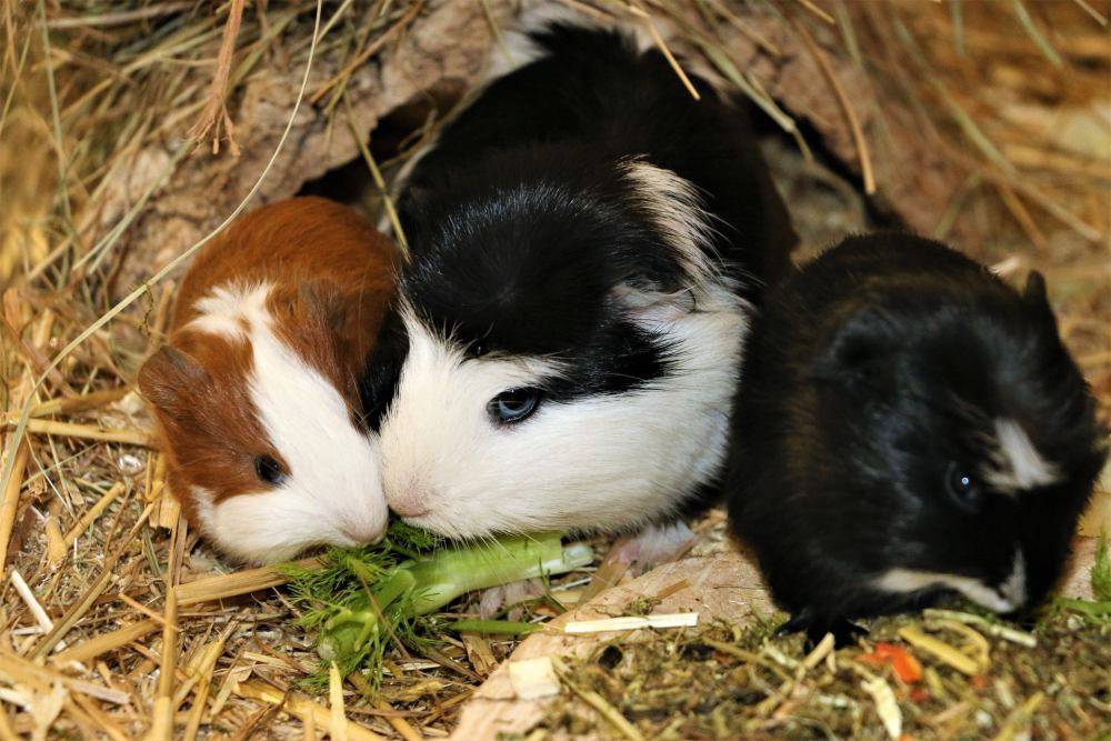 Die neue Meerschweinchenfamilie im Land der Tiere, dem veganen Tierschutzzentrum zwischen Hamburg, Berlin und Lüneburg