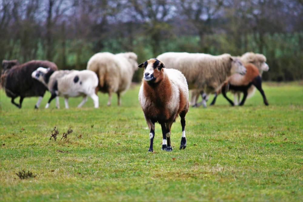 Schaf Edäd im Land der Tiere, dem veganen Tierschutzzentrum zwischen Hamburg, Berlin und Lüneburg