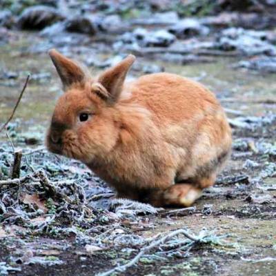 Kaninchen Hoppins im Land der Tiere, dem veganen Tierschutzzentrum zwischen Hamburg, Berlin und Lüneburg