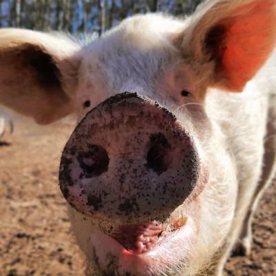 Schwein Rosalie im Land der Tiere, dem veganen Tierschutzzentrum zwischen Hamburg, Berlin und Lüneburg