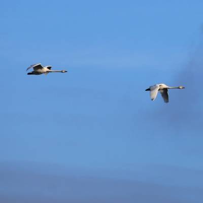 Fliegende Schwäne am blauen Himmel über dem Land der Tiere, dem veganen Tierschutzzentrum zwischen Hamburg, Berlin und Lüneburg