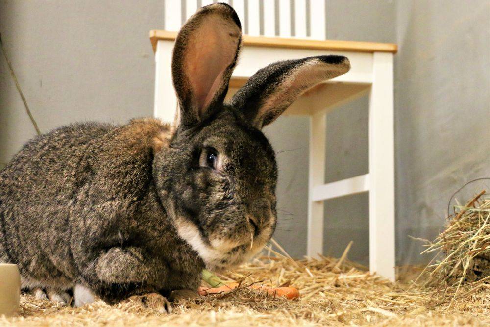 Kaninchen Robinson im Land der Tiere, dem veganen Tierschutzzentrum zwischen Hamburg, Berlin und Lüneburg