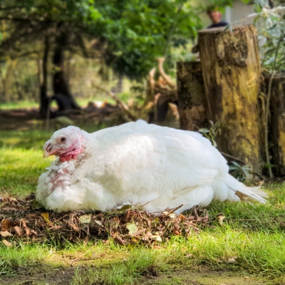 Pute Emily im Land der Tiere, dem veganen Tierschutzzentrum zwischen Hamburg, Berlin und Lüneburg