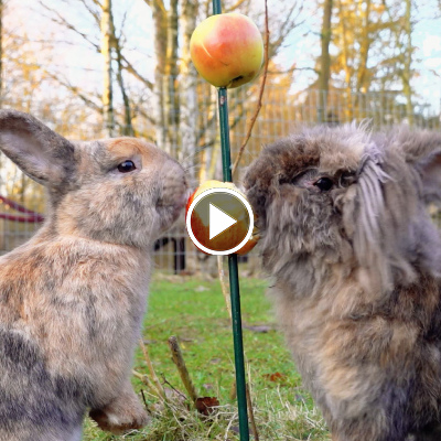 Die Kaninchen Poppins & Alf im Land der Tiere, dem veganen Tierschutzzentrum zwischen Hamburg, Berlin und Lüneburg