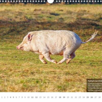Den neuen Land der Tiere Bildkalender für 2023 ist ab sofort bestellbar!