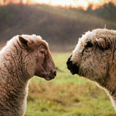 Die Schafe Mupf und Moritz im Land der Tiere im Land der Tiere, dem veganen Tierschutzzentrum zwischen Hamburg, Berlin und Lüneburg