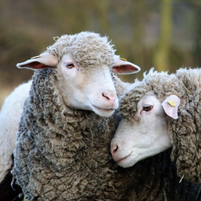 Die Schafe Sina & Lisa im Land der Tiere im Land der Tiere, dem veganen Tierschutzzentrum zwischen Hamburg, Berlin und Lüneburg