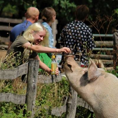 Impressionen vom Sommerfest 2022 im Land der Tiere im Land der Tiere, dem veganen Tierschutzzentrum zwischen Hamburg, Berlin und Lüneburg