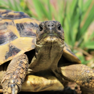 Schildkröte Agriulis im Land der Tiere, dem veganen Tierschutzzentrum zwischen Hamburg, Berlin und Lüneburg